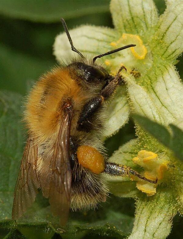 Шмель и Шмелиная матка. Гнездо шмеля. Bombus pascuorum.