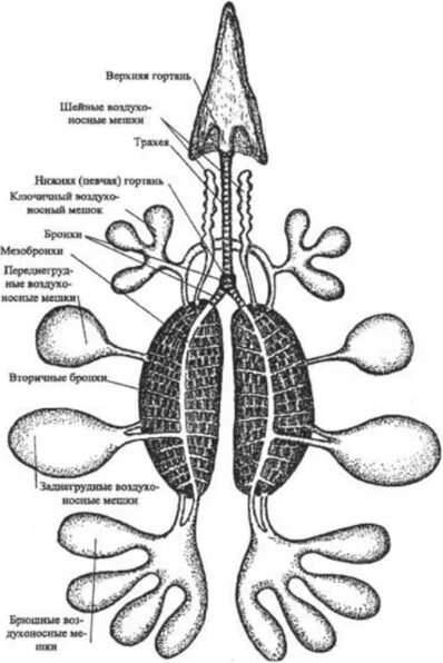 В легкие птиц поступает. Воздуховодные мешки у птиц. Анатомия птицы воздухоносные мешки. Органы дыхания и воздухоносные мешки у птиц. Анатомия дыхательной системы курицы.