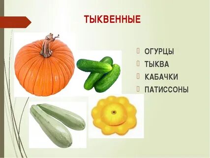 Семейство тыквенные