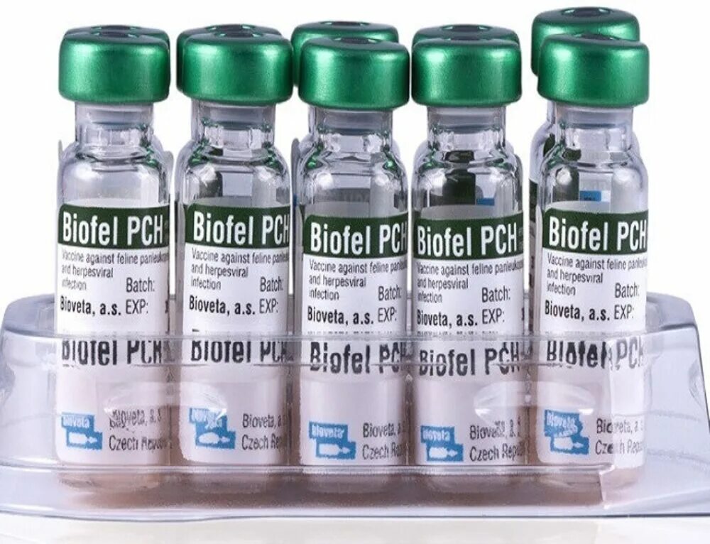 Биофел куда колоть. Вакцина биофел pch. биофел вакцина для кошек. биофел чешская вакцина. биофел с бешенством вакцина для кошек.