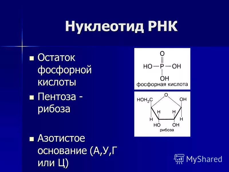 Азотистое основание рибоза остаток