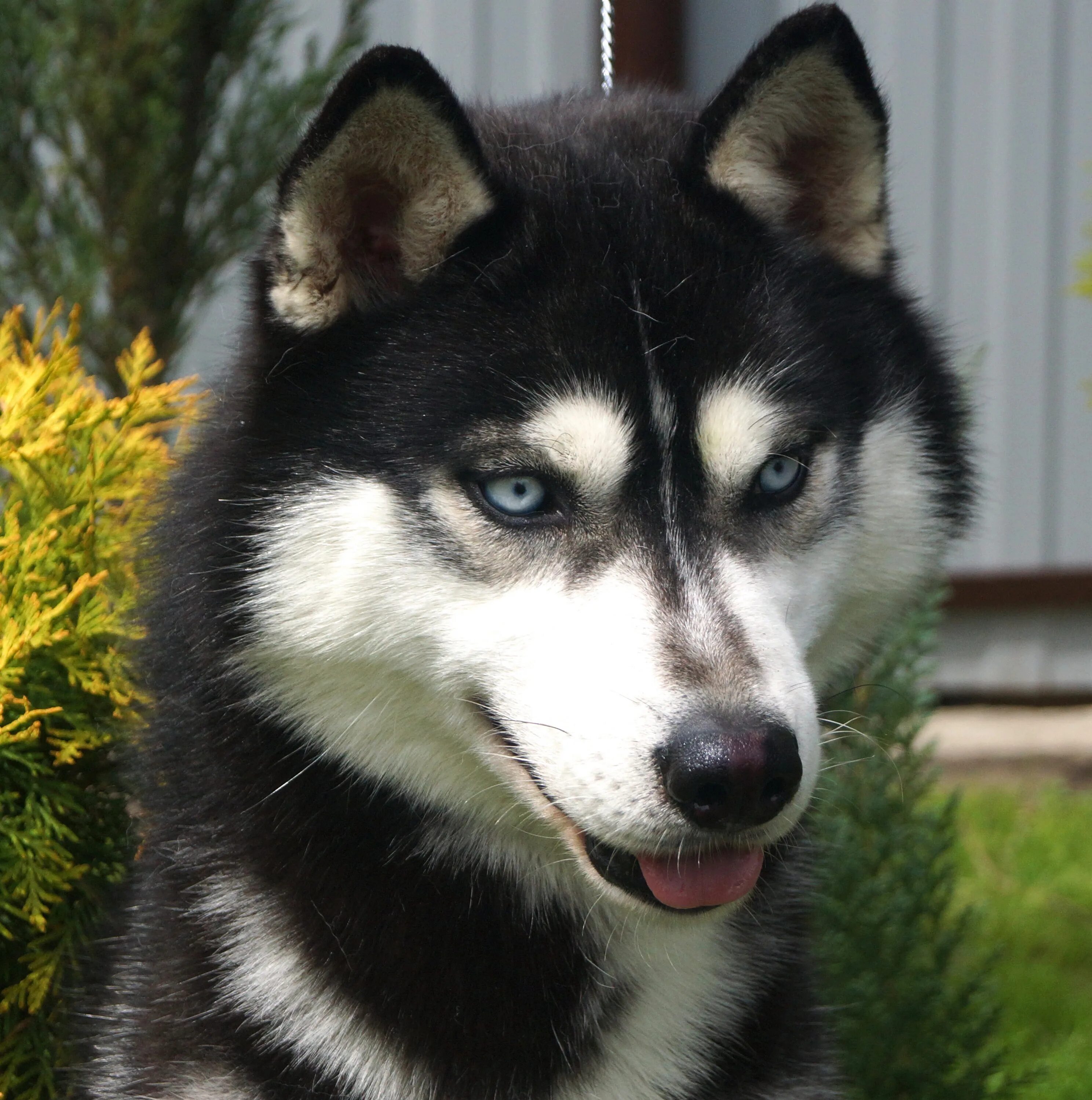 Эндуро husky. Hasky f6 enduro 250 сс. Хаски китайскаяаген9рг. Хаски сенсей. Хаски ф7.