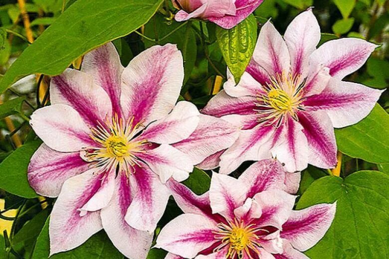 Клематис Андромеда. Клематис Clematis Andromeda. Клематис Андромеда Clematis Andromeda. Клематис Hania. Клематис сорт андромеда фото