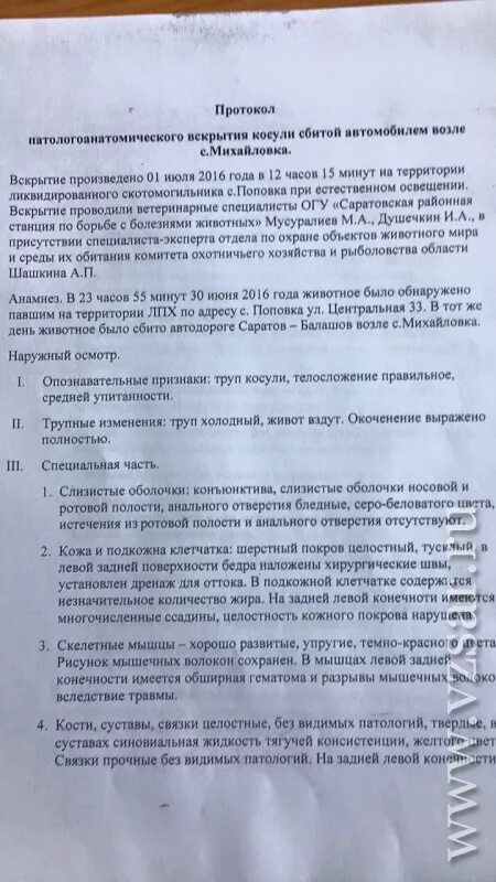 Протокол патологоанатомического вскрытия трупа коровы. Протокол судебно ветеринарного вскрытия. Форма протокола вскрытия животных. Протокол вскрытия. Протокол патологического вскрытия трупа коровы.
