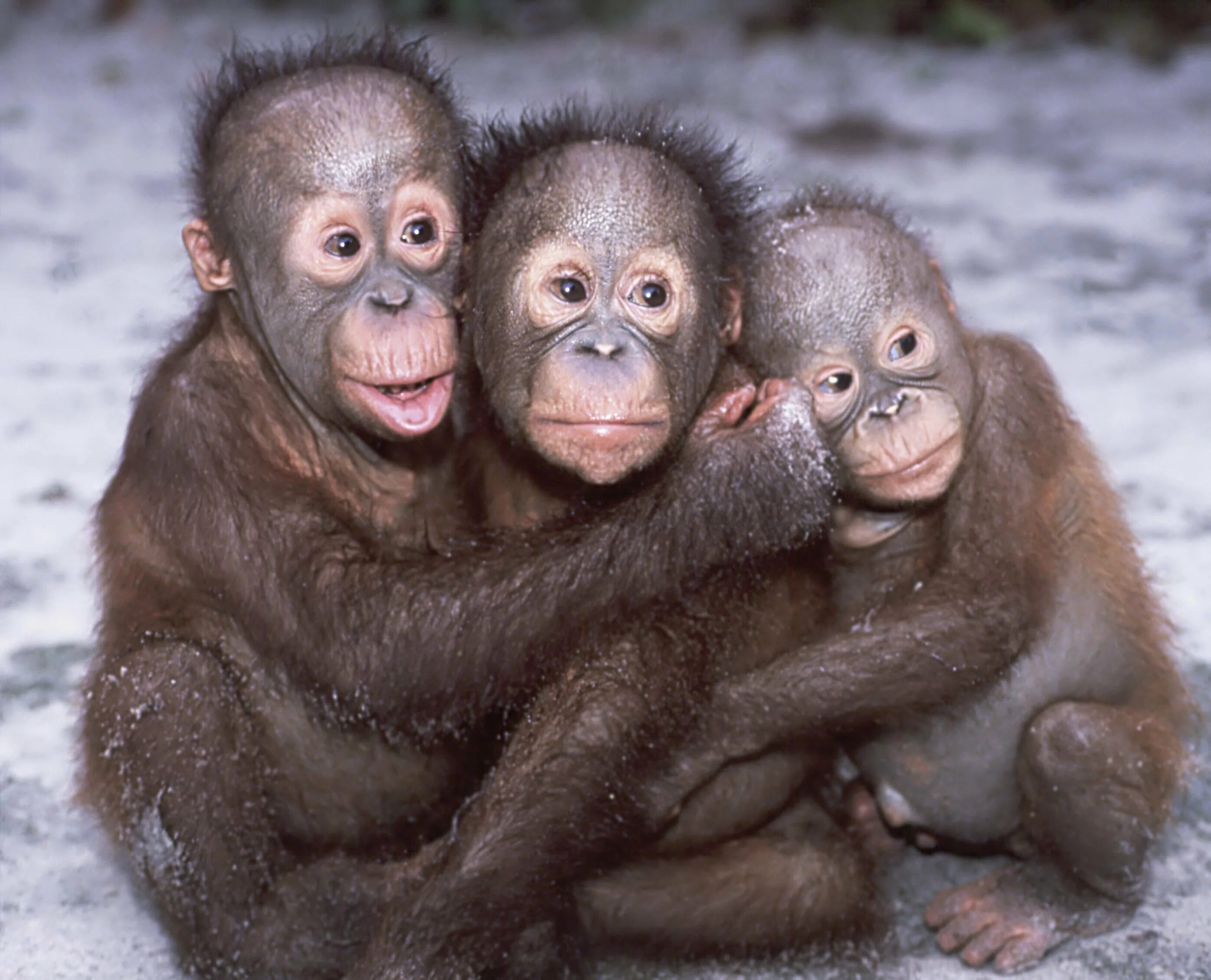 Включи обезьянки. Три обезьяны. Три обезьянки. Три смешные обезьяны. Три макаки.