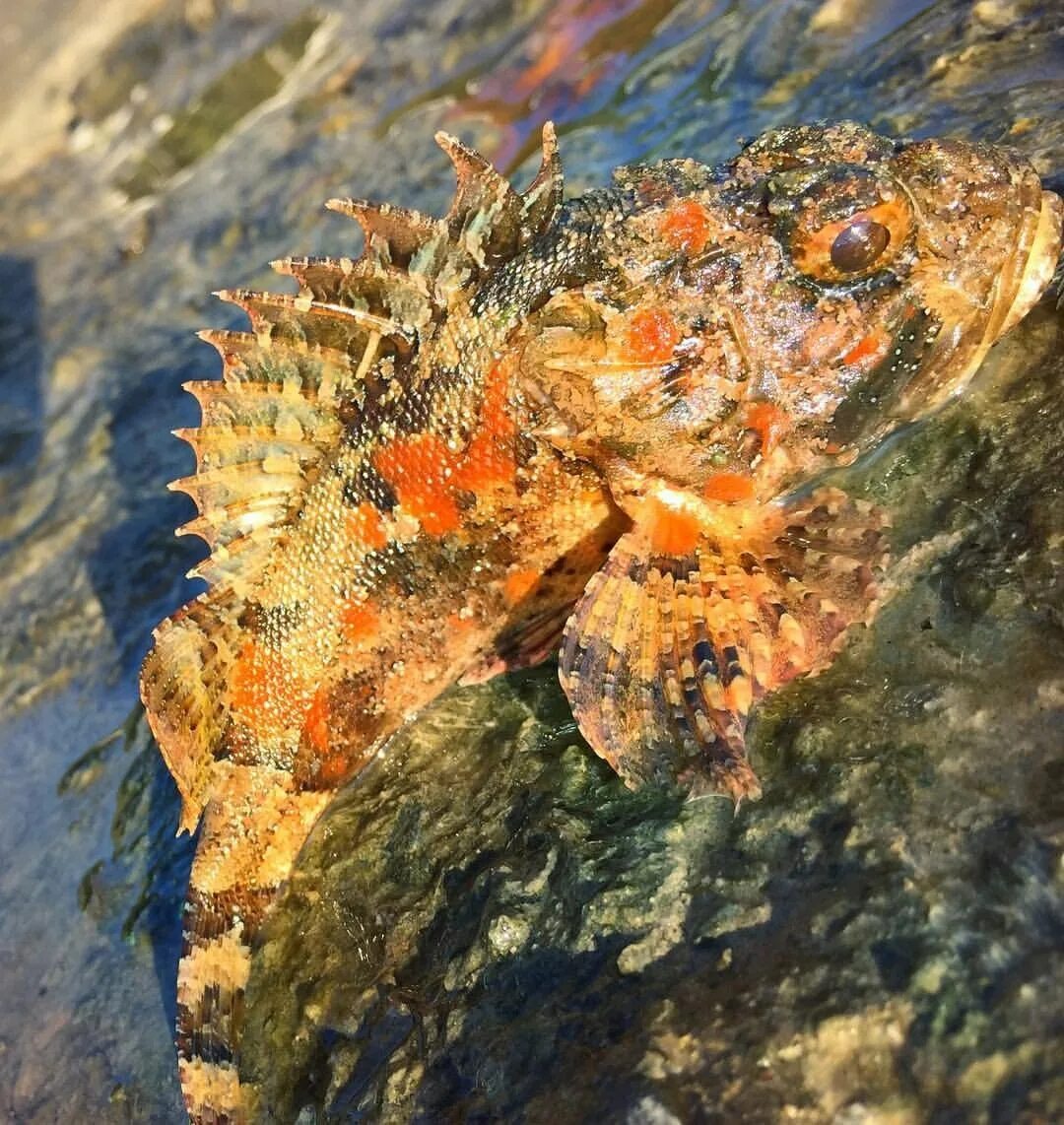 Львиная скорпена. Ерш скорпена. морской ерш скорпена. скорпена рыба черного моря. скорпена в черном море.