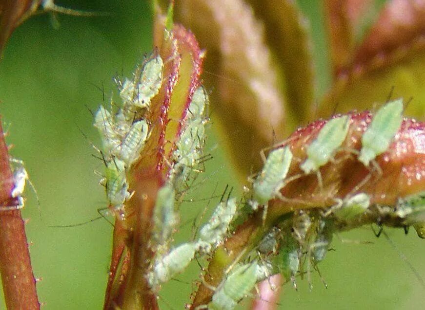 Яблонная медяница. Грушевая тля. Яблонная медяница (листоблошка). Грушевая тля-листовертка. Яблонная медяница.