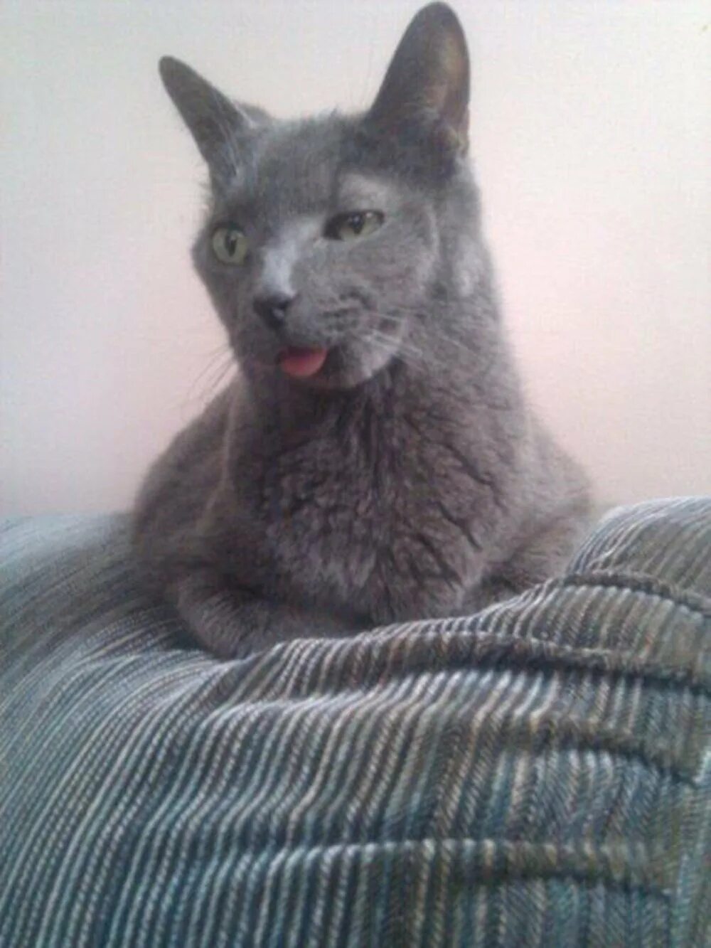 Обдолбанные коты. Всратые коты. Всратая кошка. Всратый кот. Всратый кот.