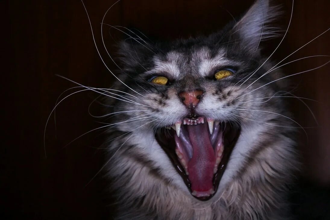 Звуки злых котов слушать. Злая кошка. Бешеная кошка. Разъяренная кошка. Кот шипит.