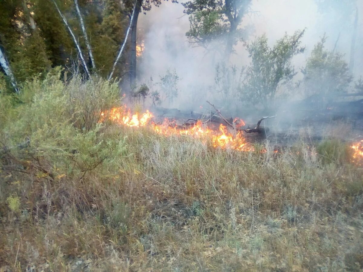 Лесная сгорела. Пожар в лесу. Стихийные пожары. Лесной пожар в Саратовской области. Загорание в лесу.