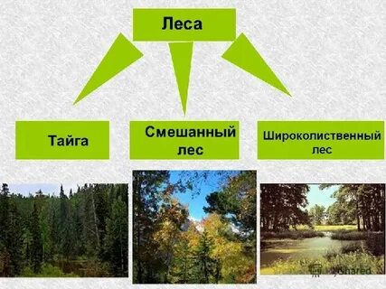 Как ты представляешь себе разные леса