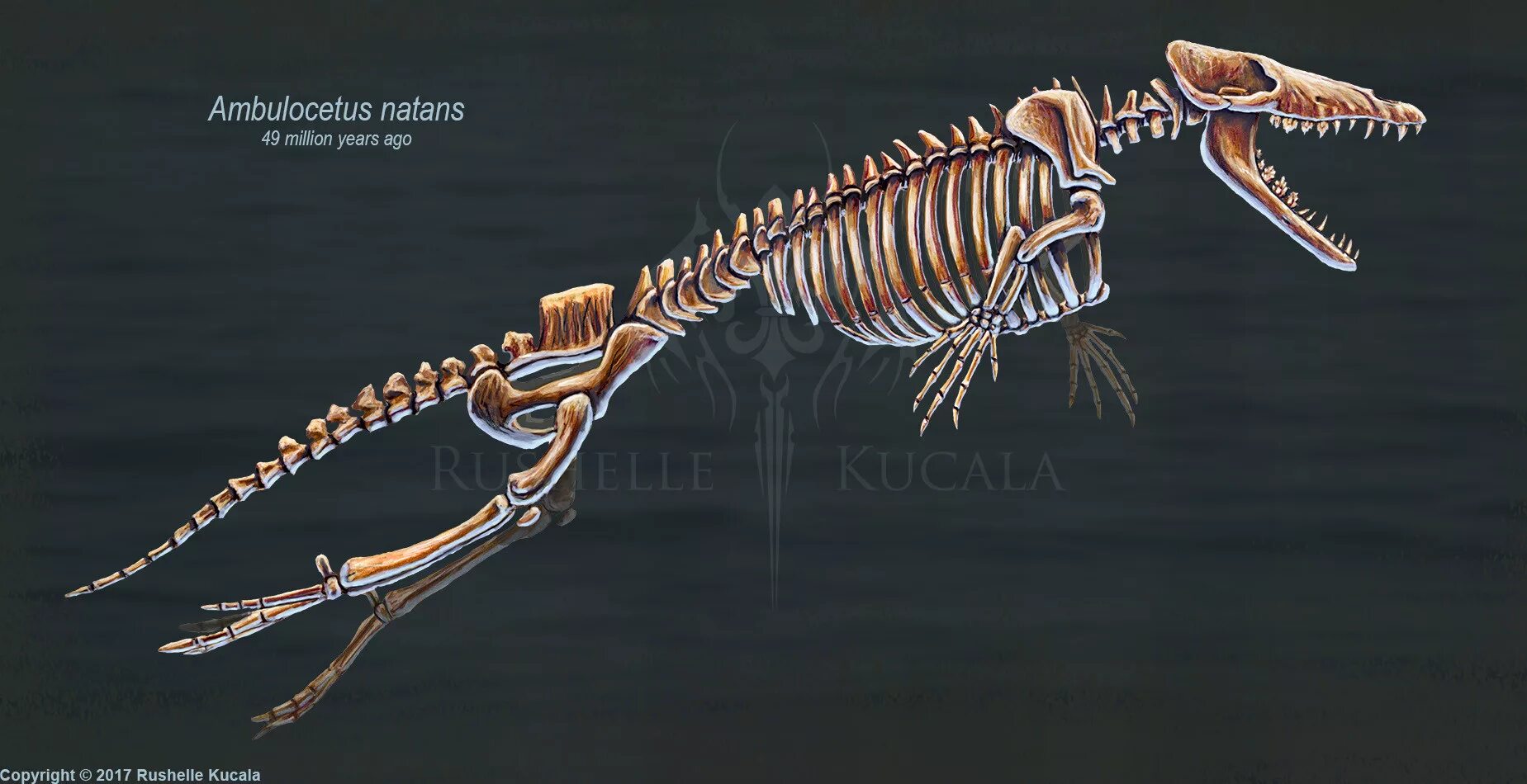 Скелет борт. Амбулоцет ambulocetus natans. ambulocetus скелет. ходячий кит амбулоцетус. амбулоцет скелет.