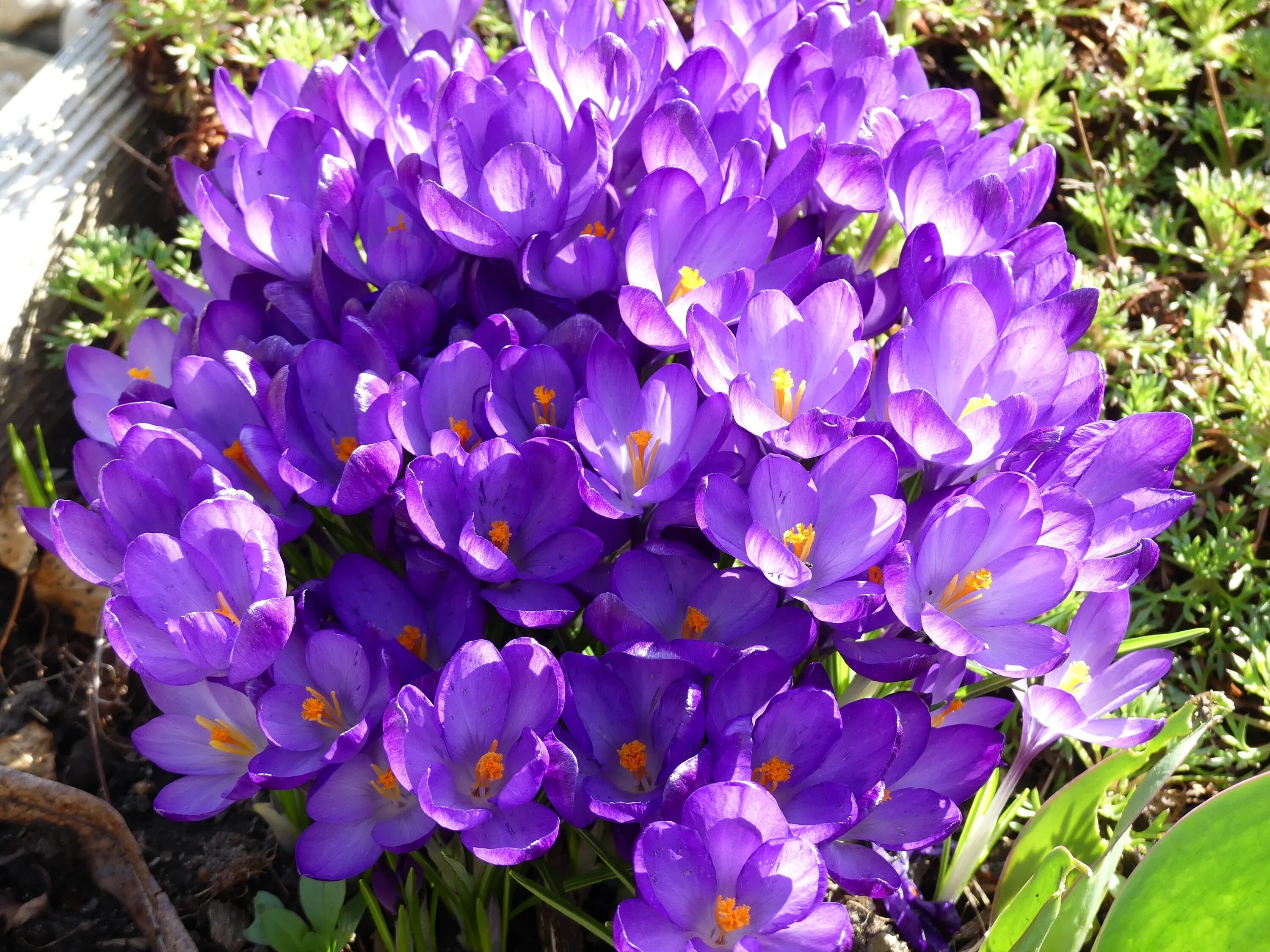 Крокус последние новости фото. Крокусы многолетники. Альпийский Крокус. Крокус Barr's Purple. Крокус весенний.