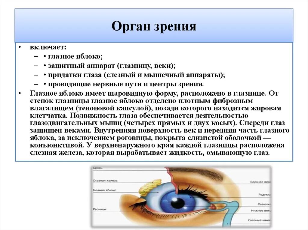 Органы чувств глаза 9 класс. Органы чувств анатомия глаз. Органы чувств глазное яблоко. Веки глазница защитный аппарат глазного яблока. Вывод строение органа зрения.