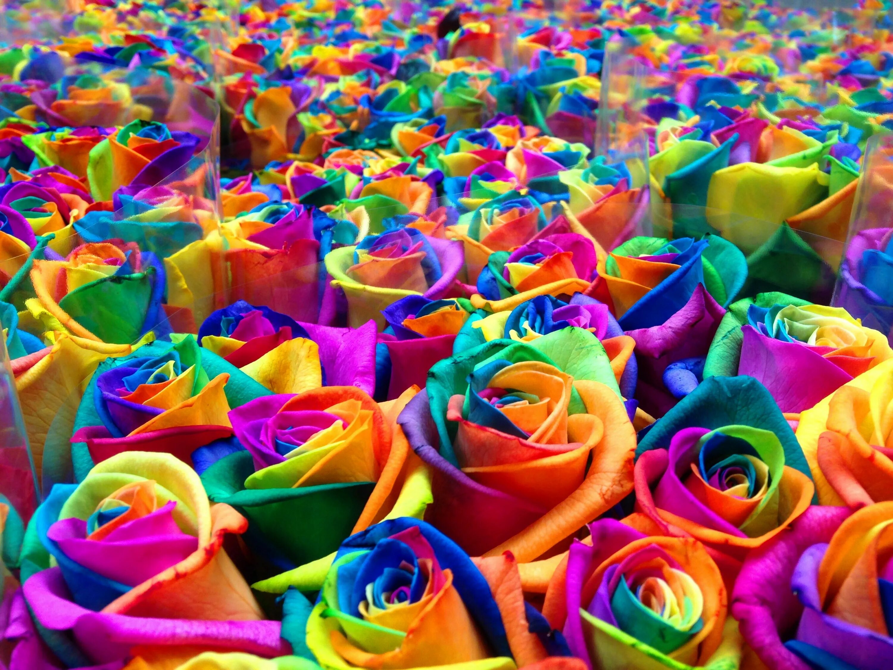 Недорогие цветные. Рейнбоу цветок. Разноцветные розы.