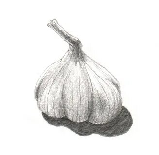 Рисунок чеснока