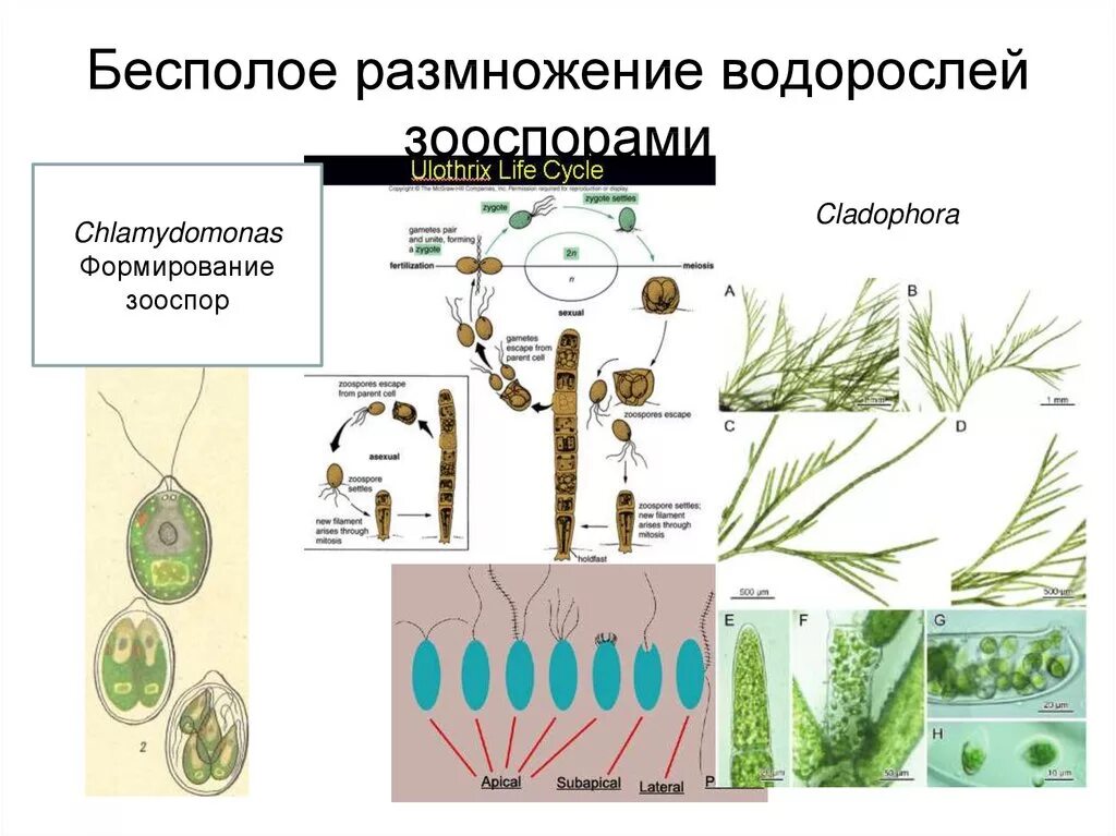 Бесполое размножение кладофоры. Способы бесполого размножения водорослей. Бесполое размножение водорослей 6 класс. Бесполое вегетативное размножение водорослей. Водоросли размножаются путем