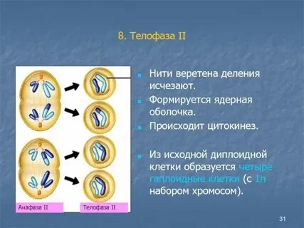 Образуют веретено деления формируют лизосомы