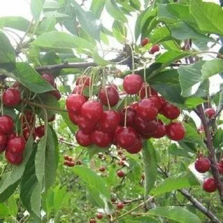 Вишня морозовой описание сорта отзывы
