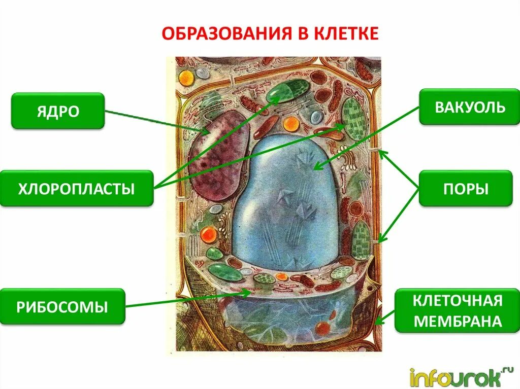 Клетка 5. Биология 5 класс строение клетки ткани растений. Образование клеток. Клетка биология 5 класс. Рибосомы растительной клетки.