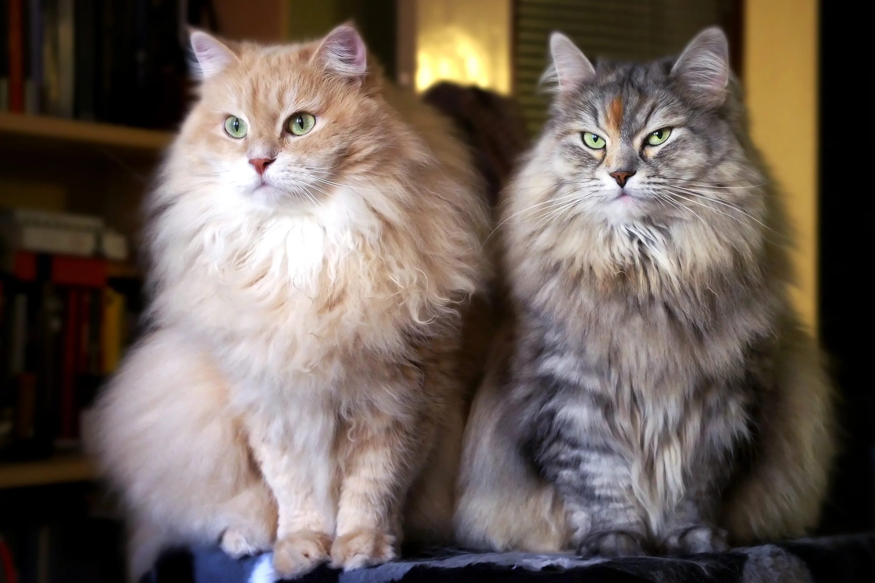 Largest cat