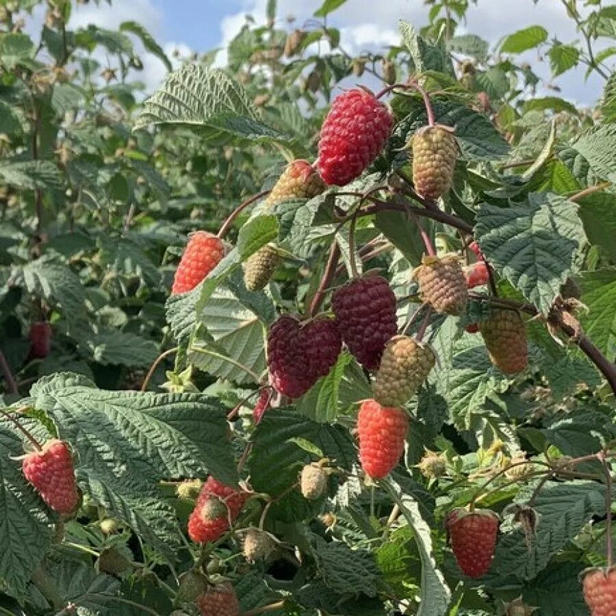 Малина сорт Атлант. Брусника Vaccinium Vitis-idaea Runo Bielawskie. Малина Атлант,элегантная ремонтантная,. Малина бальзам.