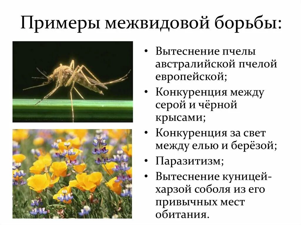 Межвидовая борьба примеры. Примеры межвидовой борьбы за существование. Межвидовая борьба примеры растений. Примеры межвидовой борьбы за существование у животных. Что не является примером действия естественного отбора