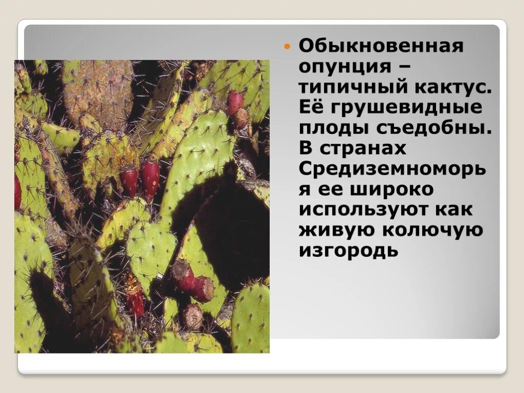 Кактус в какой природной зоне. Кактус опунция обыкновенная. Среда обитания кактуса. Опунция среда обитания. Условия обитания Кактус опунция.