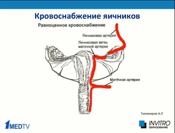 Кровоснабжение матки и яичников схема. Кровоснабжение матки и яичников анатомия. Маточная артерия кровоснабжает. Кровоснабжение яичника и матки. Кровообращение малого таза у женщин