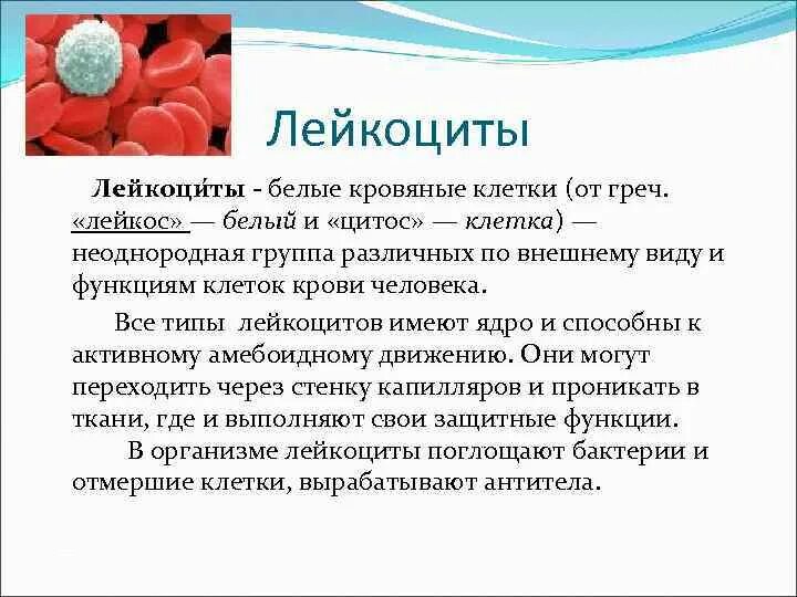 Понижены лейкоциты в крови у мужчины причины. Лейкоциты в крови. Лейкоциты это. Повышенное количество лейкоцитов. Повышение уровня лейкоцитов в крови.