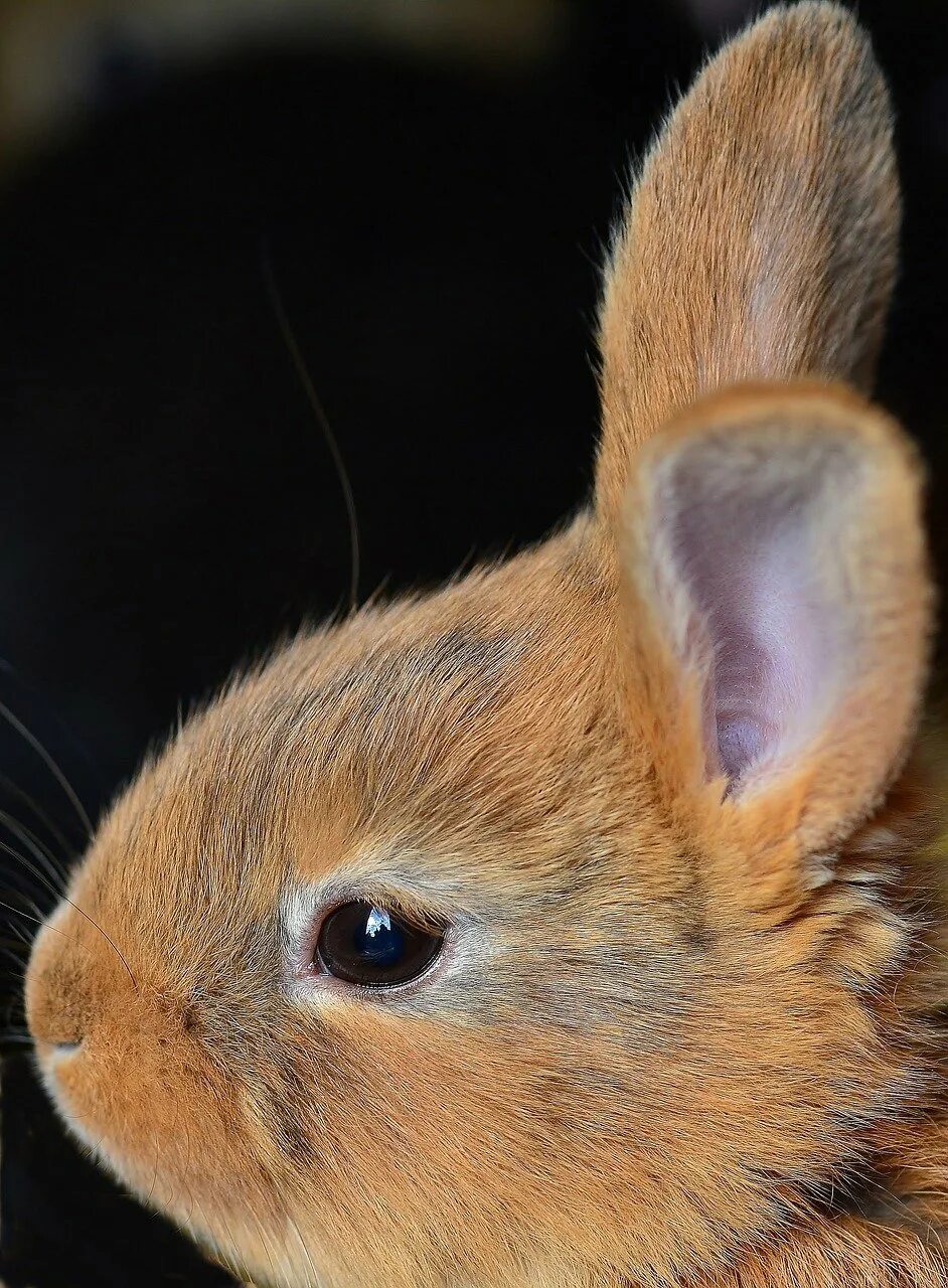 Rabbit eared