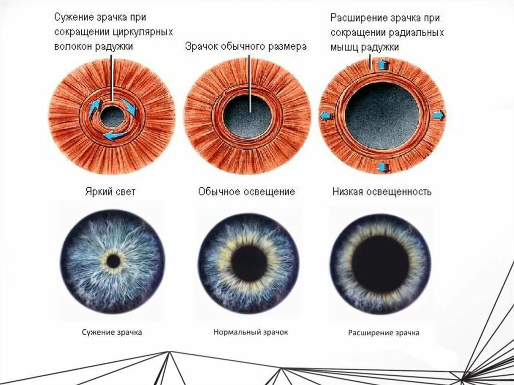 Мышцы Радужки глаза. Сужение и расширение зрачка. Зрачок сужается и расширяется. Диаметр Радужки глаза человека.