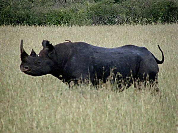 белый носорог. белый носорог вес. средний вес носорога. носорог вес. носорог весит.