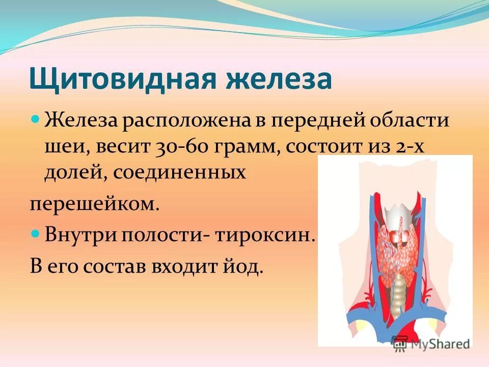 Что такое щитовидная железа. Щитовидная железа презентация. Гормоны щитовидной железы презентация. Щитовидная железа состоит из.