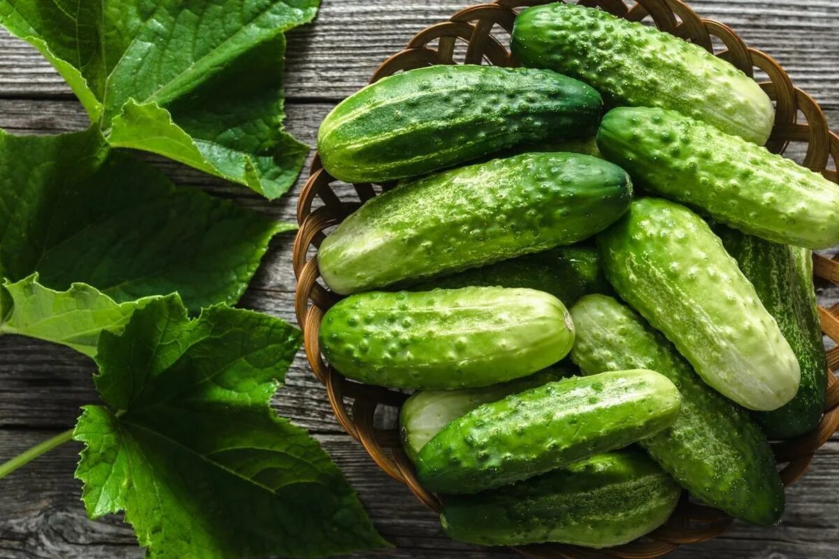 Огурец шоша f1. Получить урожай огурцов. Огурец конни f1. Огурцы урожай. Получить урожай огурцов.