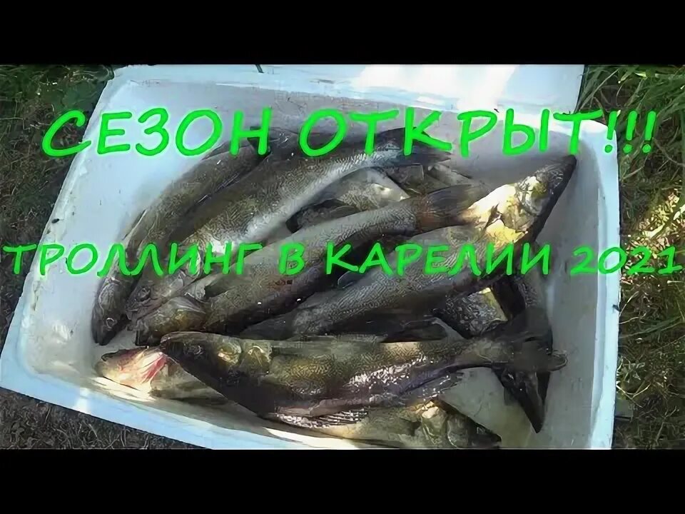 Рыба карелии. Рыбалка в карелии. Что ловится в карелии. Что ловится в карелии. Рыбы и рыбалка.
