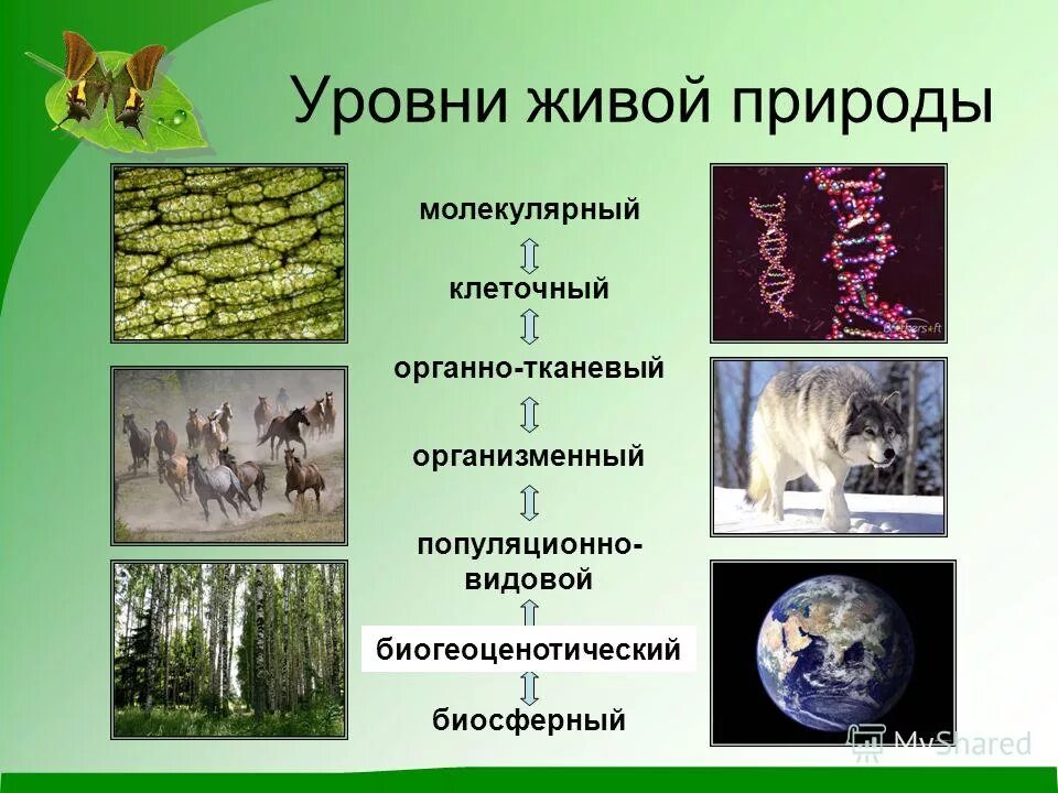 Популяционно биосферный уровень организации. Уровни структурной организации живой природы. уровни организации живой природы егэ биология. уровни организации живой материи схема. уровни организации живой природы биология 9 класс.