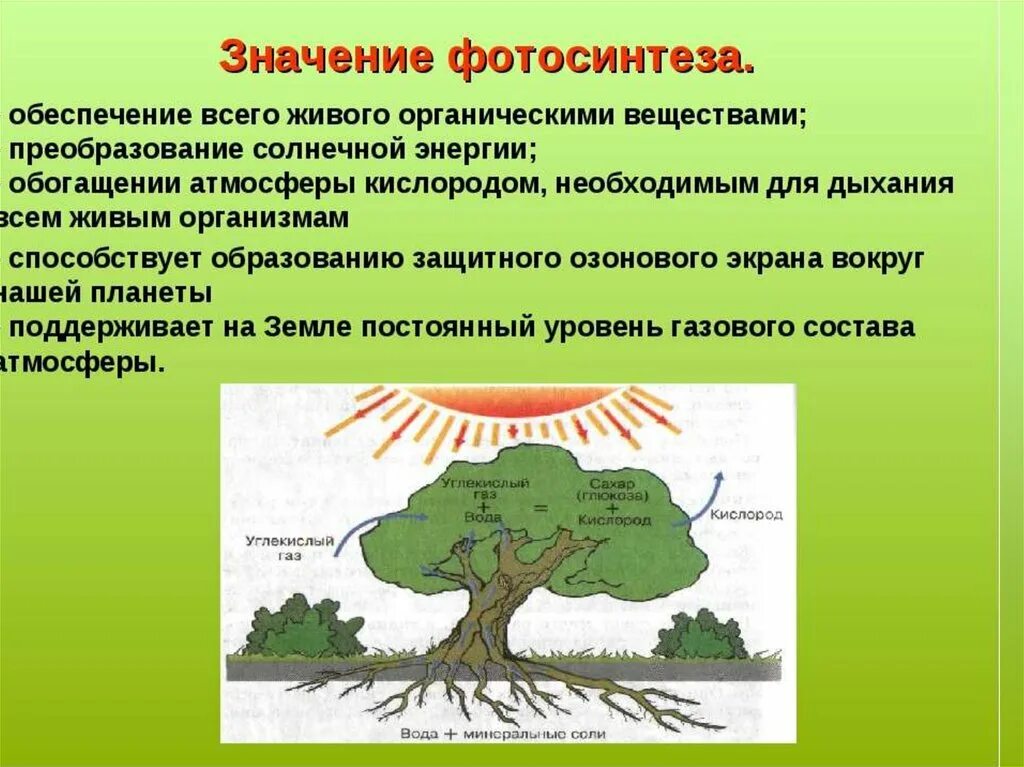 Почему растения живые организмы. Значение фотосинтеза в природе. Роль фотосинтеза для живых организмов. Роль процесса фотосинтеза. Роль фотосинтеза в биосфере.