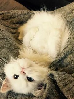 Красивые очень милые животные