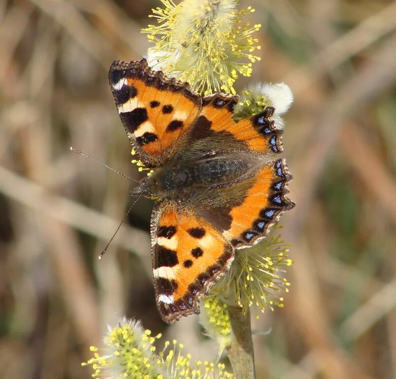 Павлиний крапивница. Крапивница Aglais urticae. Aglais urticae (Linnaeus, 1758). Куколка бабочки крапивницы. Бабочка крапивница.