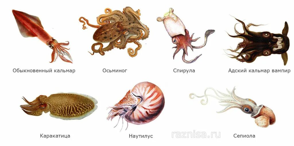 Осьминог группа животных относится к группе. Головоногие представители. класс головоногие моллюски представители. кальмар брюхоногий моллюск. осьминог наутилус кальмар представители класса головоногие.
