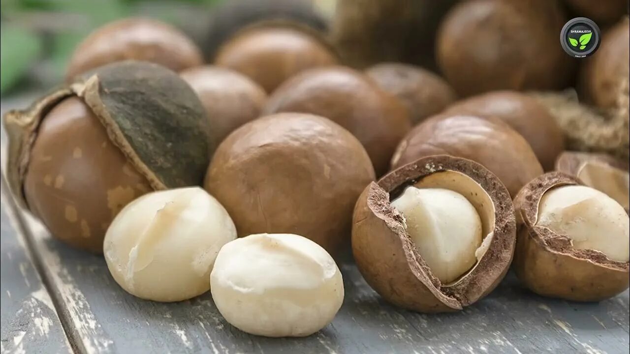 Орех макадамия почему сладкий. Macadamia Nuts. Макадамия Кипр. Королевский орех макадамия. Макадамия плод.