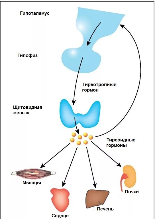 Гипоталамус гипофиз щитовидная железа схема. Схема тиреоидных гормонов. Тиреотропин гормон строение. Схема действия тиреоидных гормонов.