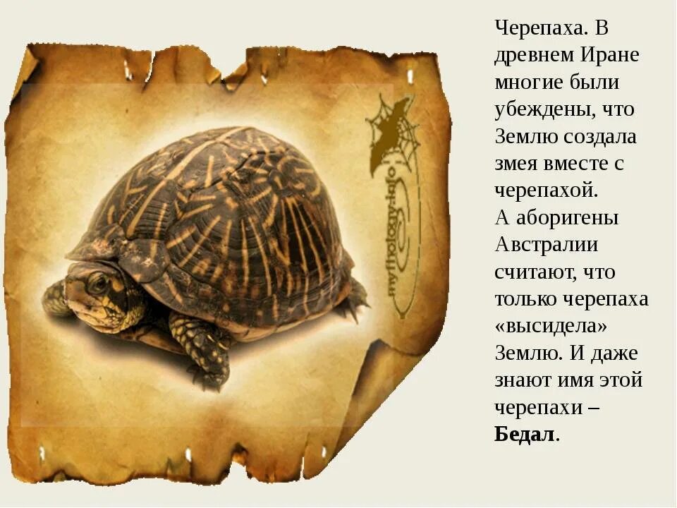 Что означает символы черепах. Легенда о черепахе. древняя черепаха название. легенда о черепахе для детей. легенда о панцире черепахи.