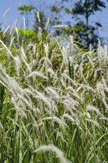 White grass