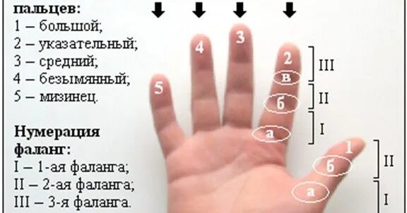 Пальцы рук название каждого. Как называется каждый палец на руке. Учим название пальцев. Пять пальцев на руке своей назвать по имени сумей. Раскладка 5 пальцев на телефон