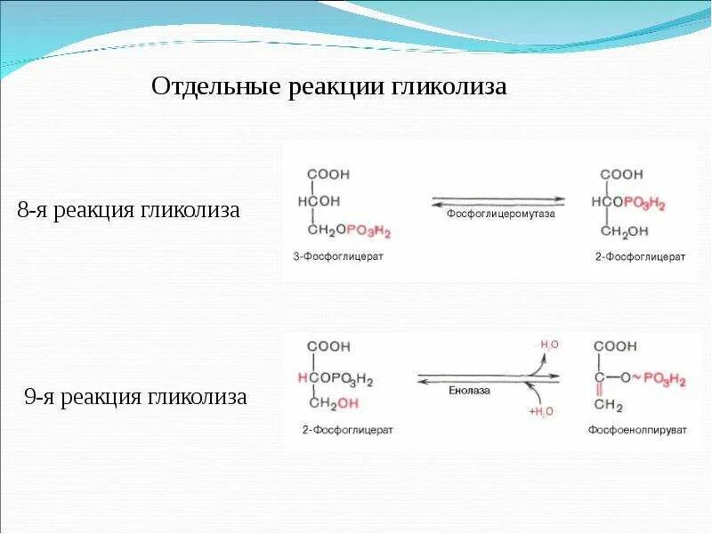 Смысл гликолиза заключается в. Гликолиз реакции. 8 реакция гликолиза. 10 реакций гликолиза. енолаза гликолиз.