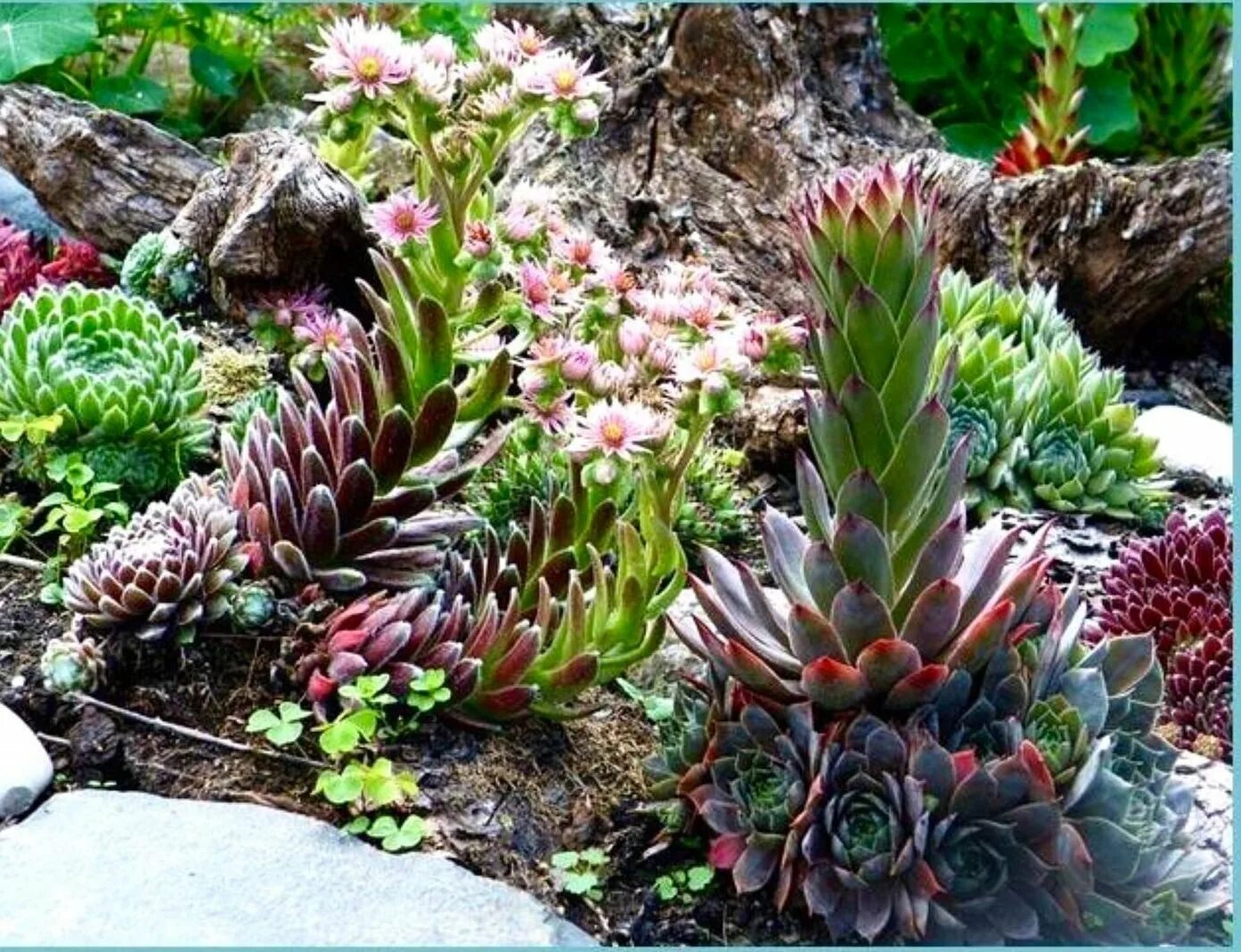 Как вырастить молодило. Суккуленты молодило семпервивум. молодило sempervivum silberkarneol. альпийская горка с каменной розой молодило. альпийская живучка sempervivum.