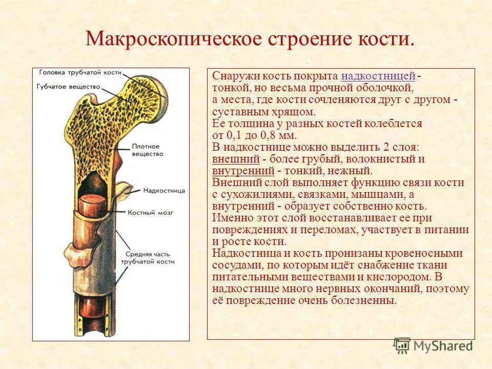 Лабораторная работа изучение строения кости. Строение и функции трубчатой кости. строение костей человека надкостница. структура длинной трубчатой кости. строение трубчатой кости человека биология.