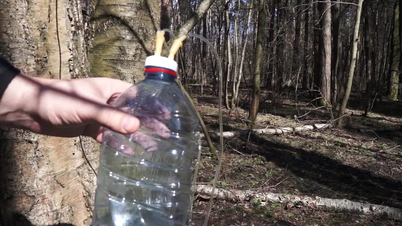 Сколько стоит литр березового сока. Приспособление для сбора березового сока. Приспособа для сбора березового сока. Берёзовый сок. Трубка для сбора березового сока.